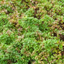 Épine-vinette de Thunberg Golden Rocket - Une colonne d'or au jardin
