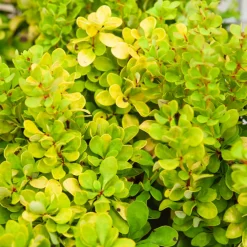 Épine-vinette de Thunberg Golden Rocket - Une colonne d'or au jardin
