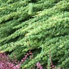 Épine-vinette de Thunberg Green Carpet - Un tapis vert sans effort