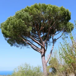 Pin parasol - Le sud dans votre jardin