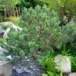 Pin sylvestre Watereri - Le grand pin qui reste petit
