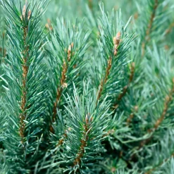 Pin sylvestre Watereri - Le grand pin qui reste petit