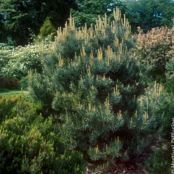 Pin sylvestre Watereri - Le grand pin qui reste petit