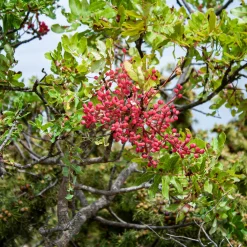 Pistachier térébinthe - Le sud dans votre jardin