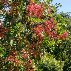 Pistachier térébinthe - Le sud dans votre jardin