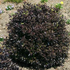 Pittosporum tenuifolium Tom Thumb - Le pourpre qui change tout