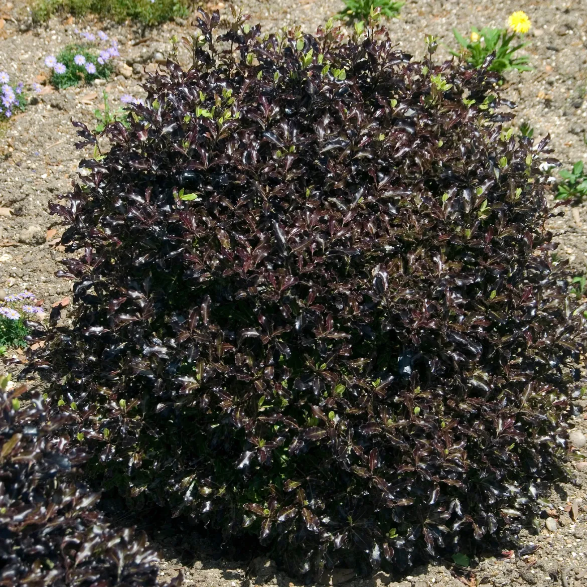 Pittosporum tenuifolium Tom Thumb - Le pourpre qui change tout