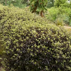 Pittosporum tenuifolium Tom Thumb - Le pourpre qui change tout