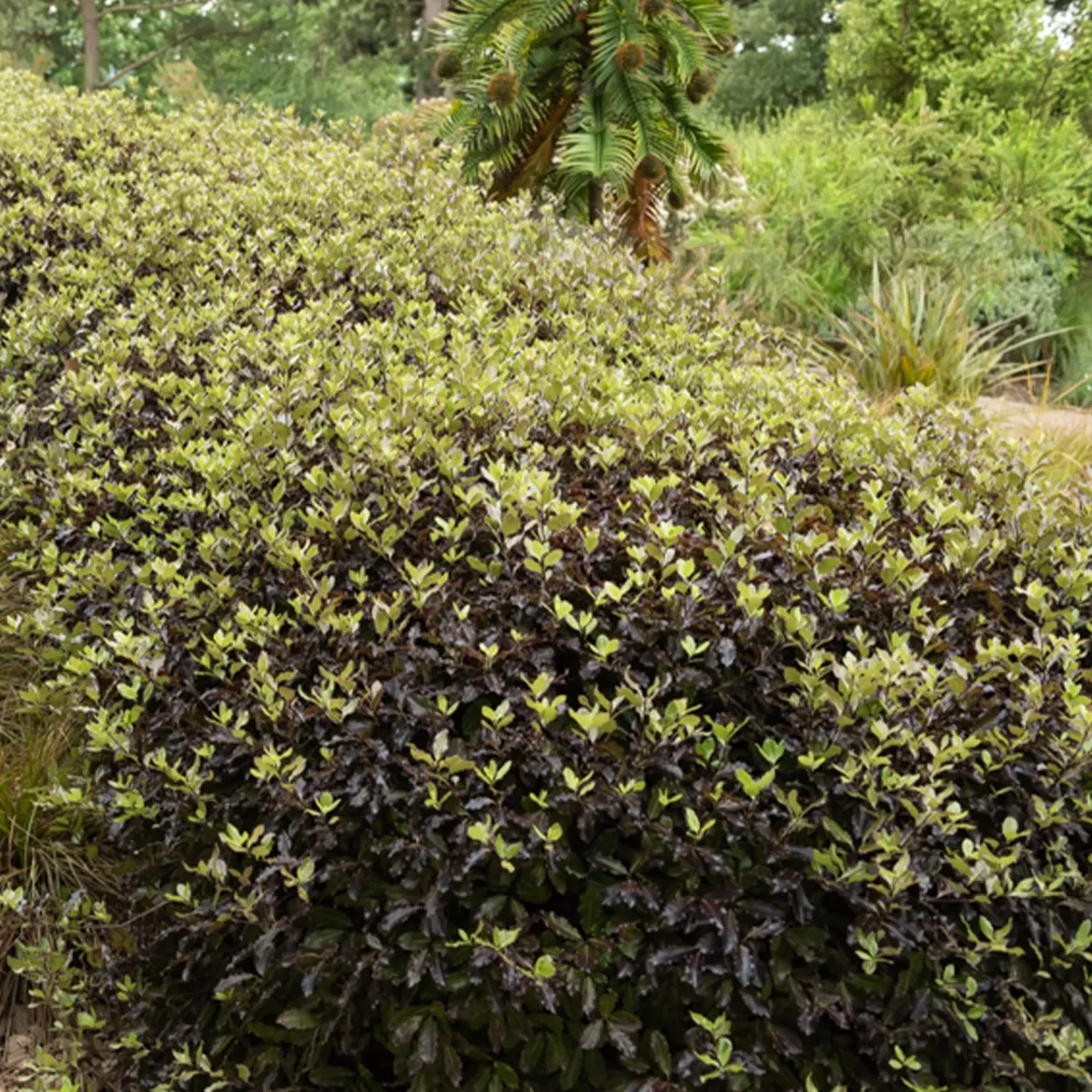 Pittosporum tenuifolium Tom Thumb - Le pourpre qui change tout