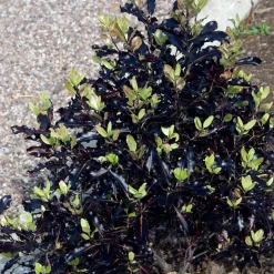 Pittosporum tenuifolium Tom Thumb - Le pourpre qui change tout