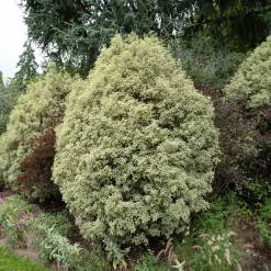 Pittosporum tenuifolium variegatum - Feuillage clair toute l'année