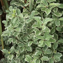 Pittosporum tenuifolium variegatum - Feuillage clair toute l'année