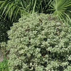 Pittosporum tenuifolium variegatum - Feuillage clair toute l'année