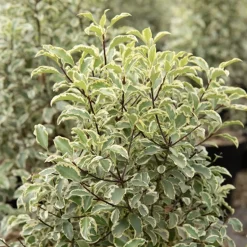 Pittosporum tenuifolium variegatum - Feuillage clair toute l'année