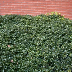 Pittosporum tobira - Fleurs parfumées tout l'été