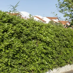 Pittosporum tobira - Fleurs parfumées tout l'été