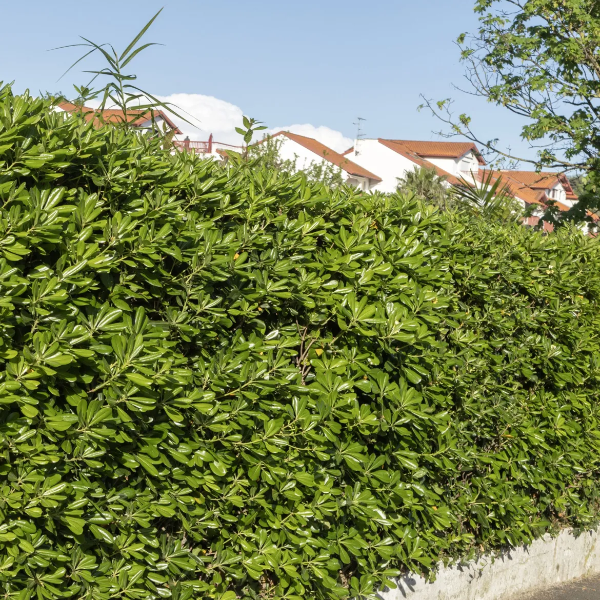 Pittosporum tobira - Fleurs parfumées tout l'été