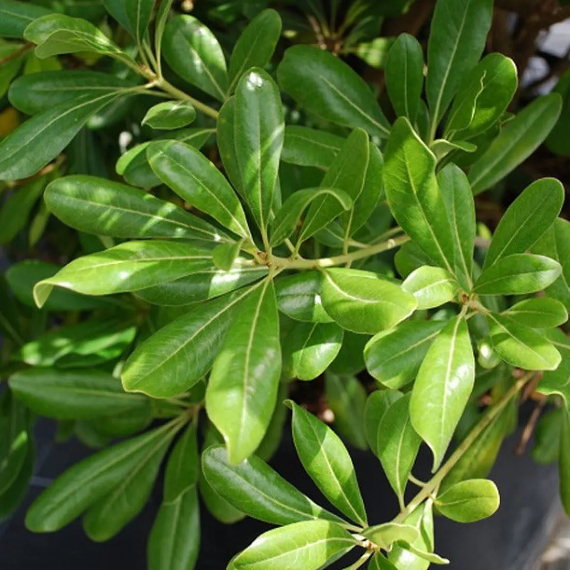 Pittosporum tobira - Fleurs parfumées tout l'été