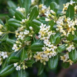 Pittosporum tobira - Fleurs parfumées tout l'été