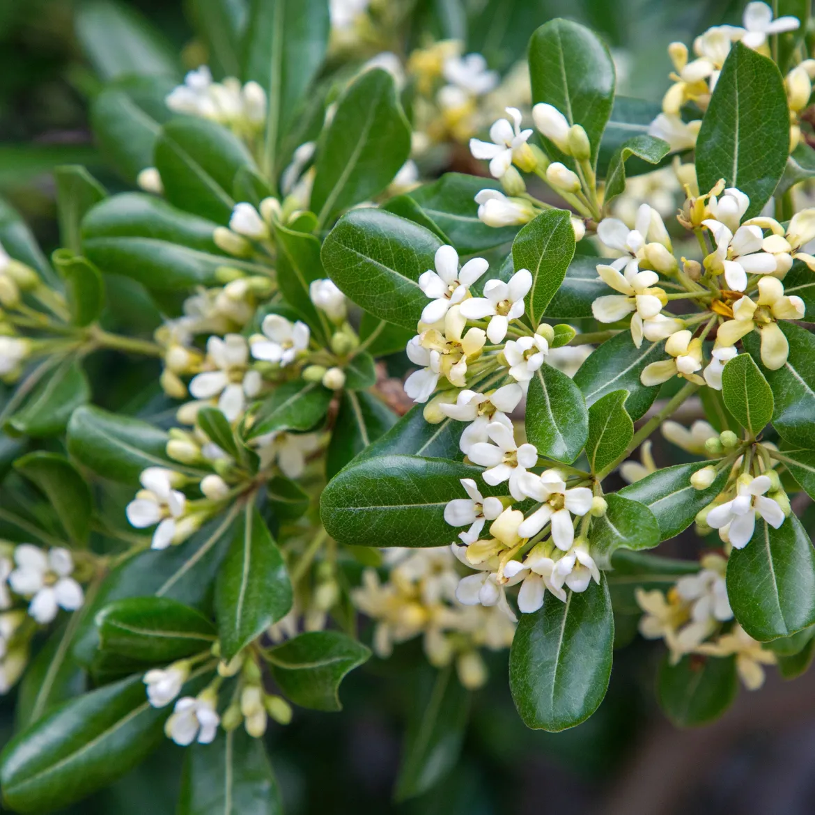 Pittosporum tobira - Fleurs parfumées tout l'été