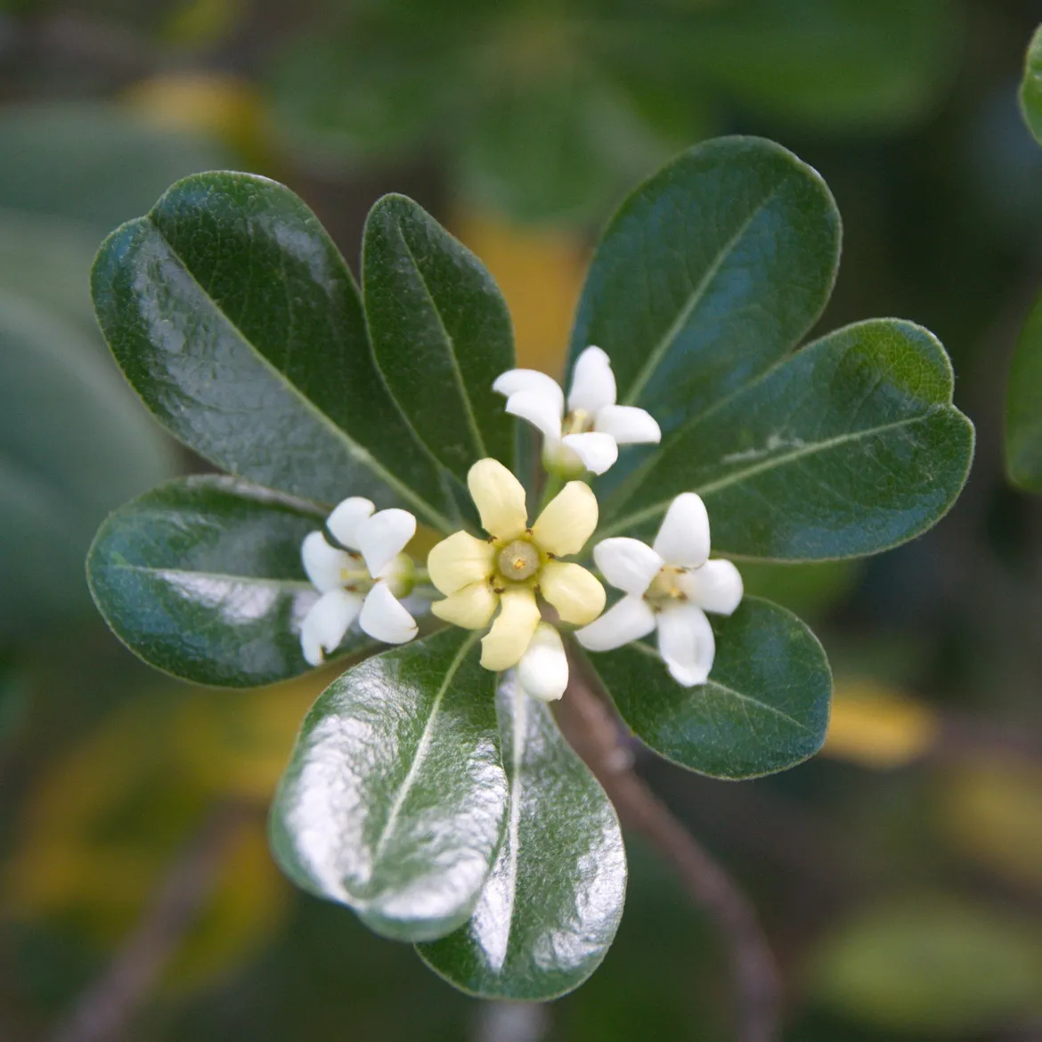 Pittosporum tobira - Fleurs parfumées tout l'été