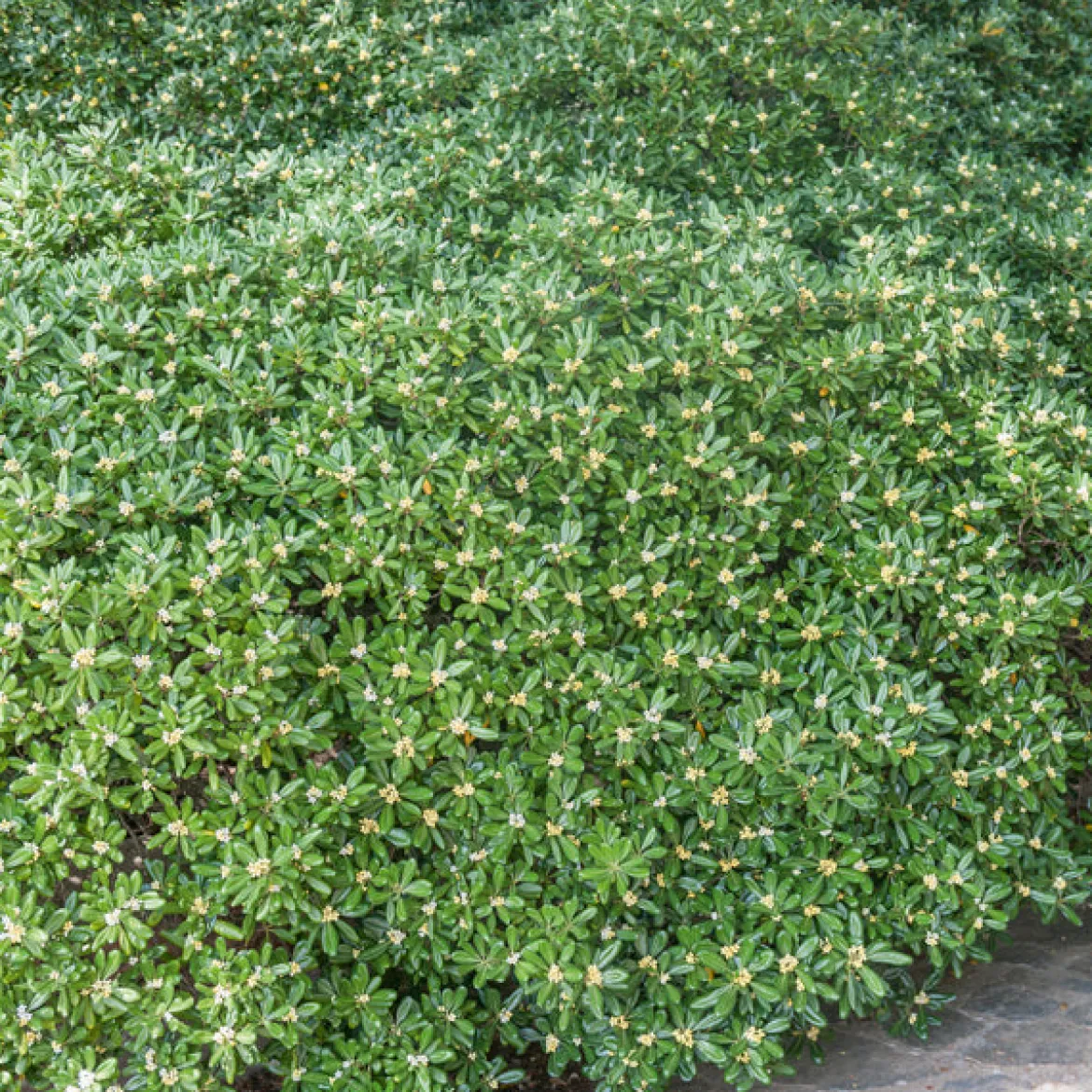 Pittosporum tobira - Fleurs parfumées tout l'été