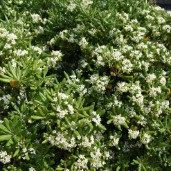 Pittosporum tobira - Fleurs parfumées tout l'été