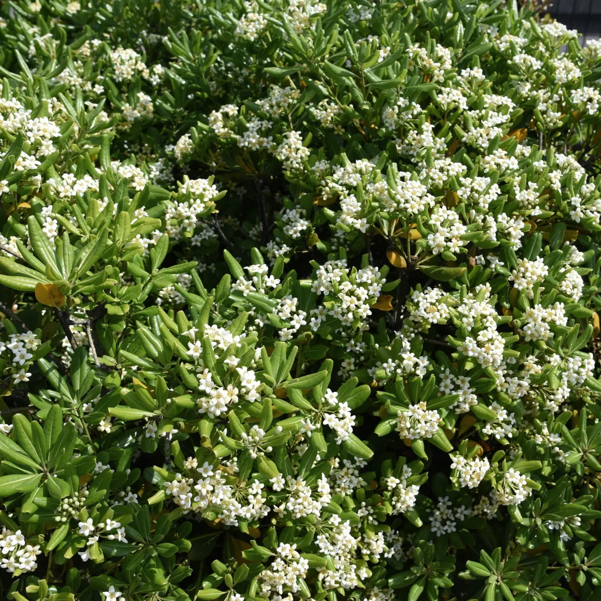 Pittosporum tobira - Fleurs parfumées tout l'été
