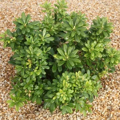 Pittosporum tobira ‘nana’ - La boule verte sans taille
