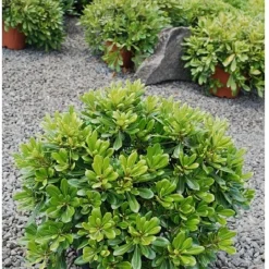Pittosporum tobira ‘nana’ - La boule verte sans taille