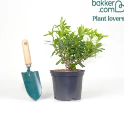 Pittosporum tobira ‘nana’ - La boule verte sans taille