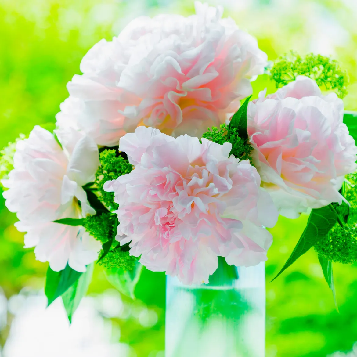 Pivoine Albert Crousse - Fleurs roses parfumées géantes