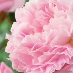 Pivoine Albert Crousse - Fleurs roses parfumées géantes