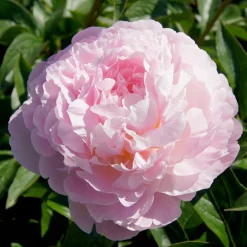 Pivoine Albert Crousse - Fleurs roses parfumées géantes