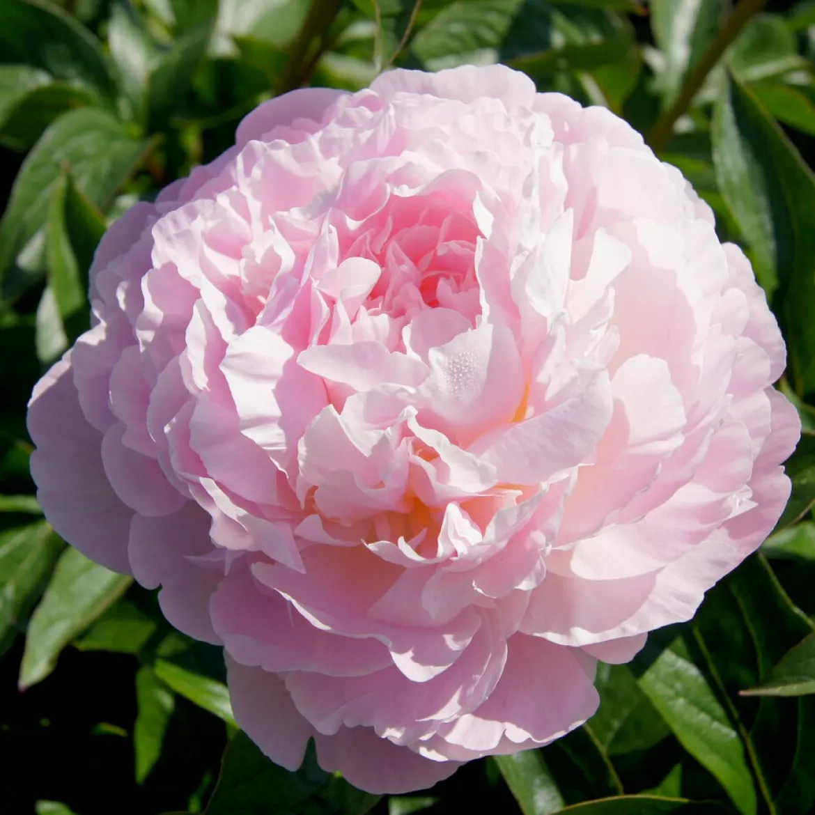Pivoine Albert Crousse - Fleurs roses parfumées géantes