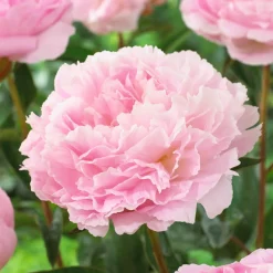 Pivoine Albert Crousse - Fleurs roses parfumées géantes