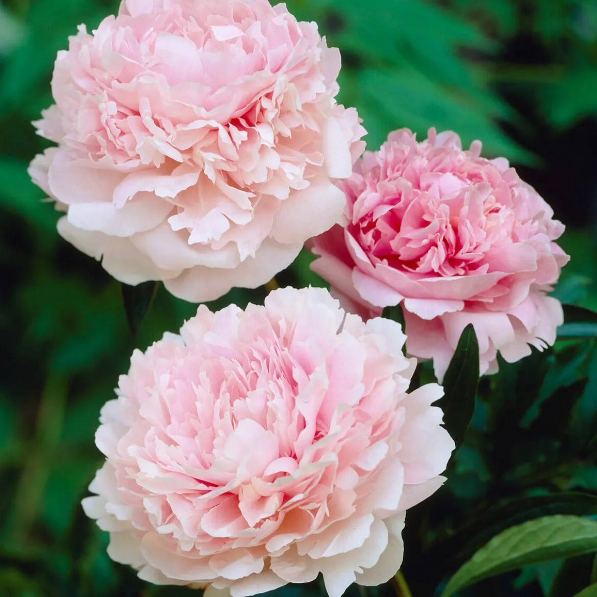 Pivoine Albert Crousse - Fleurs roses parfumées géantes