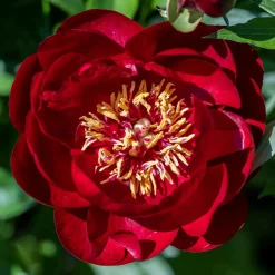 Pivoine Bella - Fleurs rouges spectaculaires