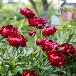Pivoine Bella - Fleurs rouges spectaculaires