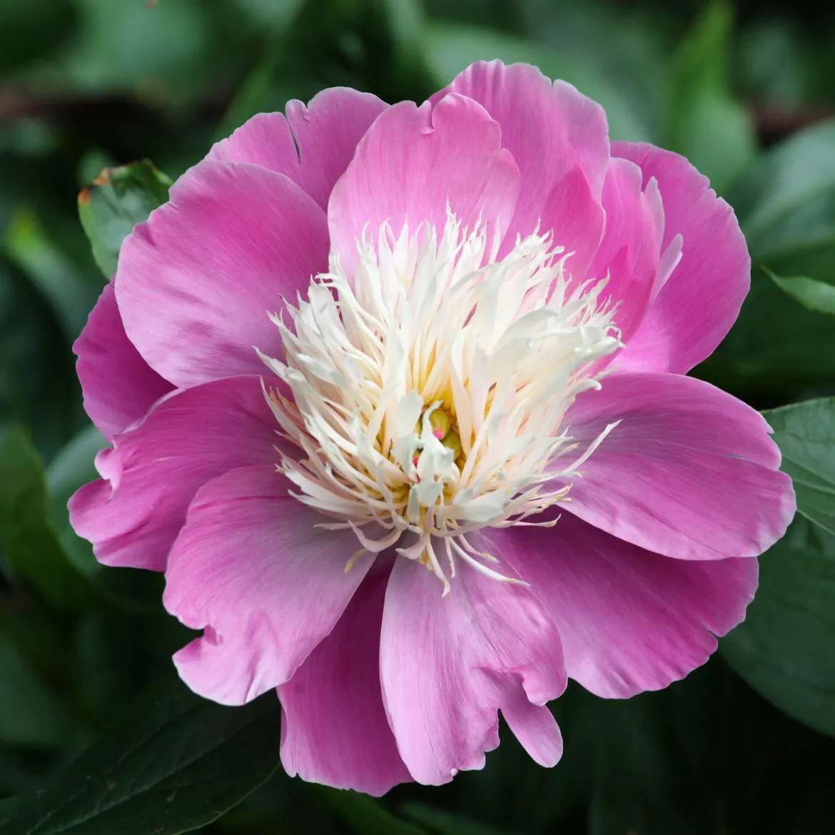Pivoine Bowl of Beauty - La reine du massif fleuri