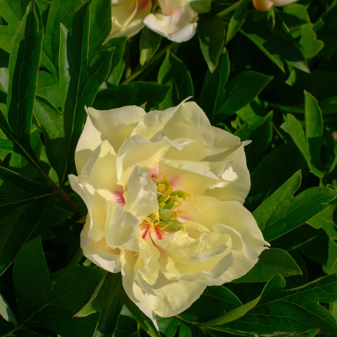 Pivoine Canary Brilliants - Le jaune qui ne fane pas