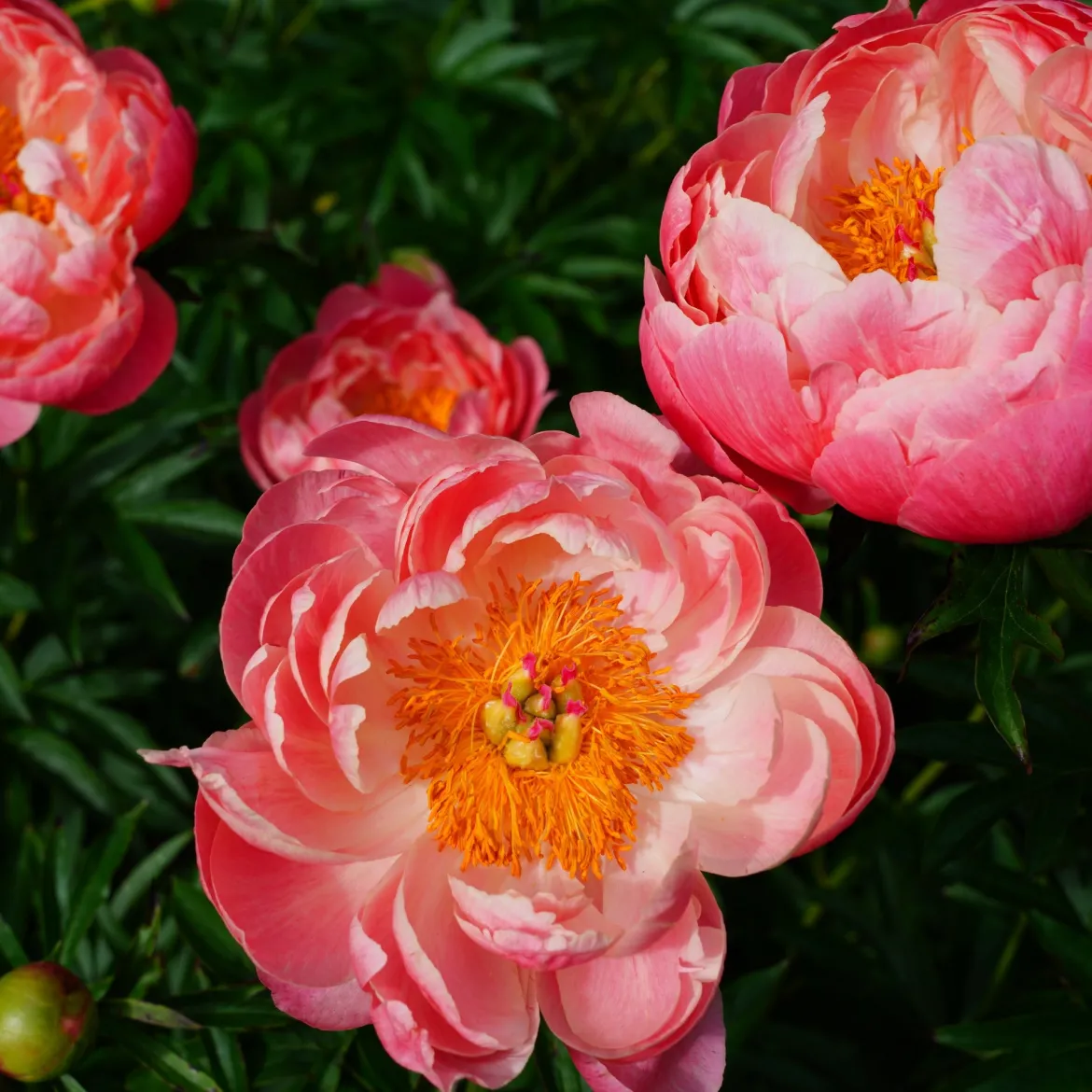 Pivoine Coral Charm - Corail qui vire au pastel