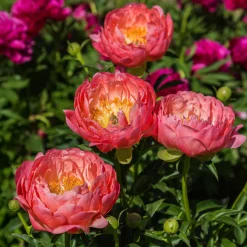 Pivoine Coral Charm - Corail qui vire au pastel