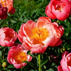 Pivoine Coral Charm - Corail qui vire au pastel