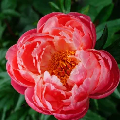 Pivoine Coral Charm - Corail qui vire au pastel