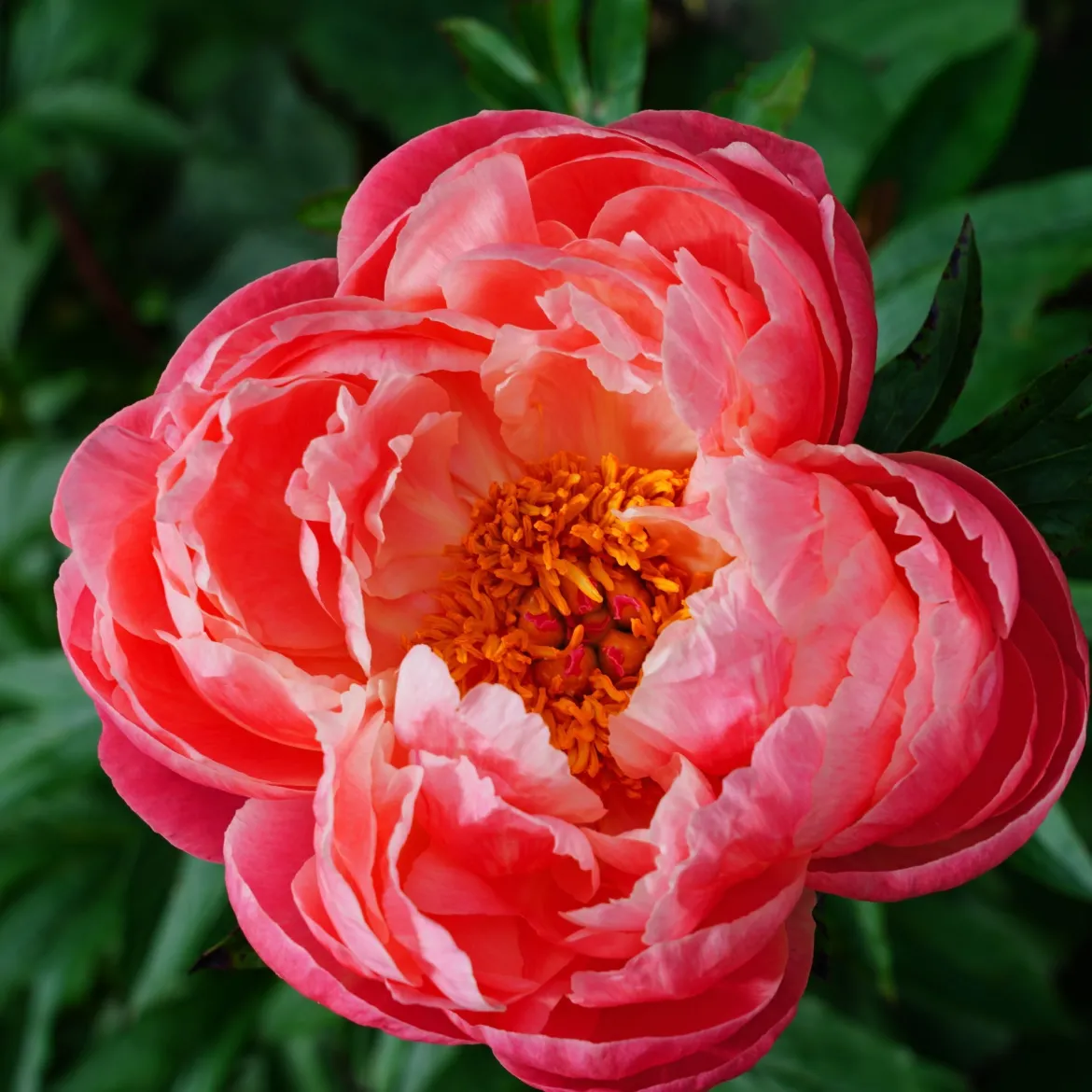 Pivoine Coral Charm - Corail qui vire au pastel