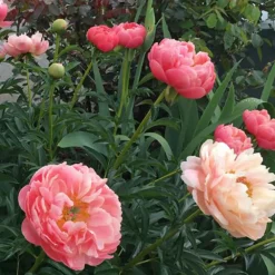 Pivoine 'Coral Sunset' - Corail au printemps