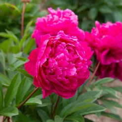 Pivoine de Chine Felix Crousse - Des bouquets fuchsia tout l'été