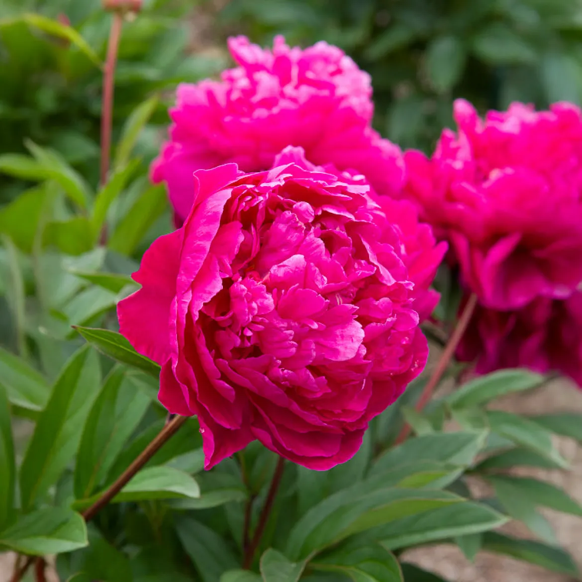Pivoine de Chine Felix Crousse - Des bouquets fuchsia tout l'été