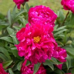 Pivoine de Chine Felix Crousse - Des bouquets fuchsia tout l'été